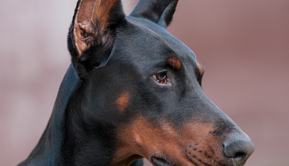 portret zwierzęcia domowego - pies doberman